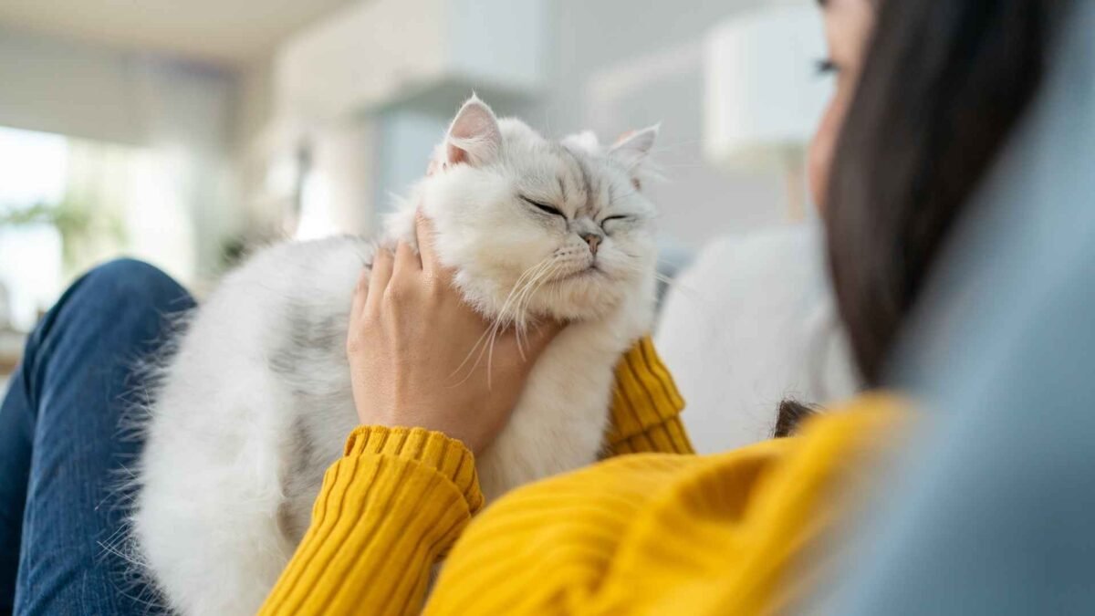 Evcil Hayvanınızın Mutlu Olması