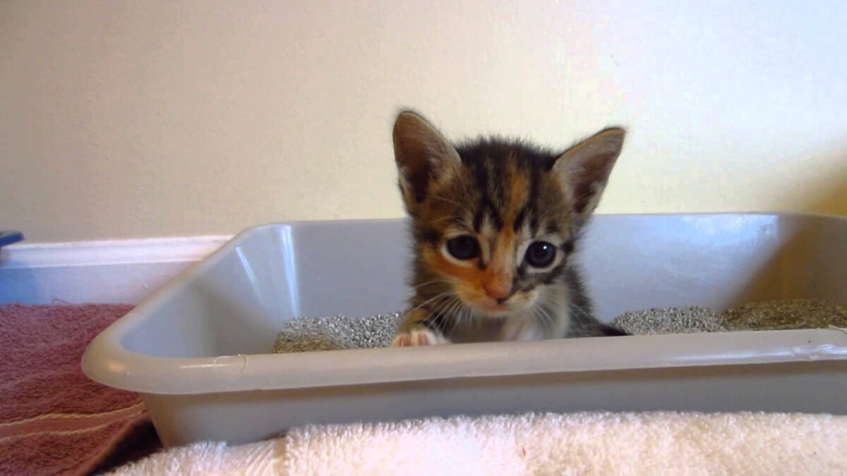 Kedi Kum Kabı Dışına Neden Yapar