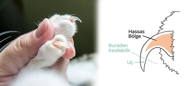 Kedi Tırnağı Neden Kopar