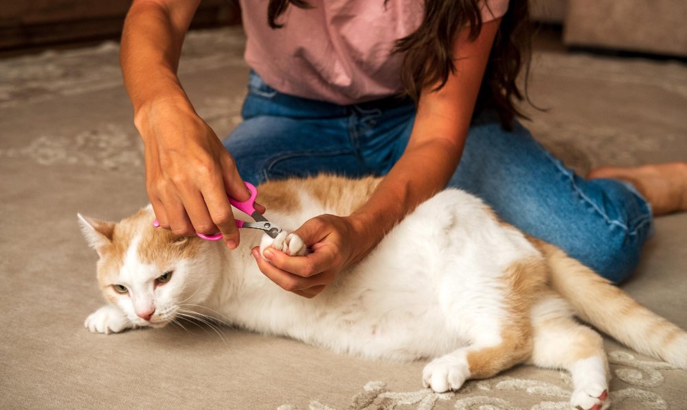 Kedi Tırnağı Neden Kopar