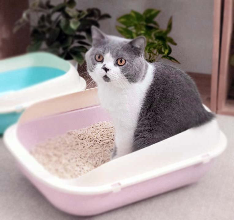 Kedi Tuvalet Eğitimi