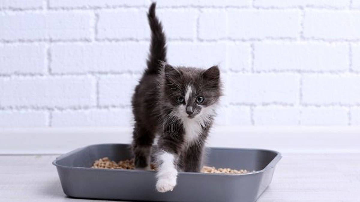 Kedi Tuvalet Eğitimi