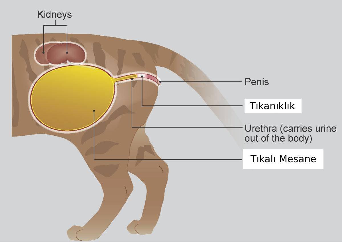 Kedilerde İdrar Yolu Tıkanıklığı