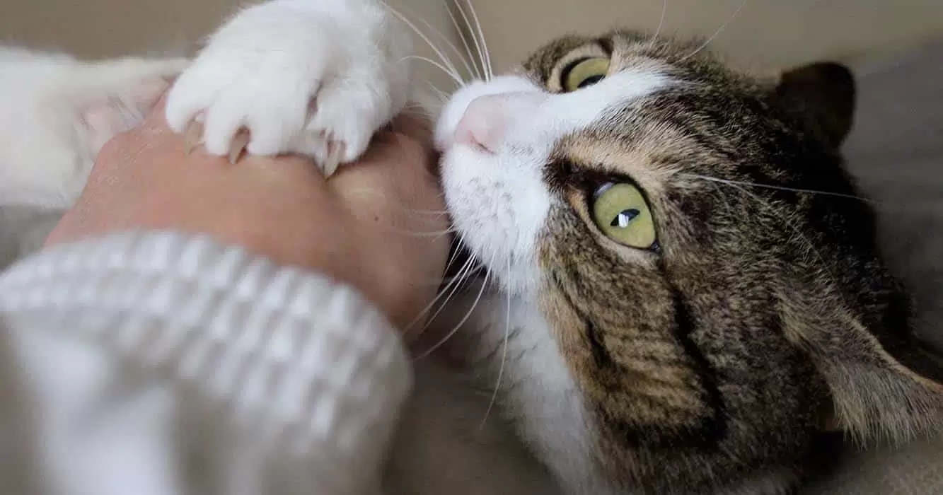 Kedilerde Isırma ve Avlanma