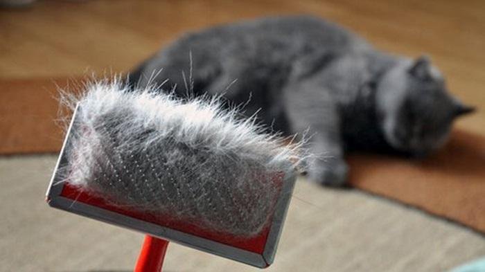 Kedilerde Tüy Topaklanması