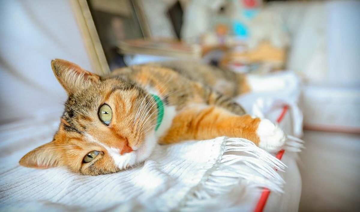 Kediniz Sürekli Miyavlıyorsa