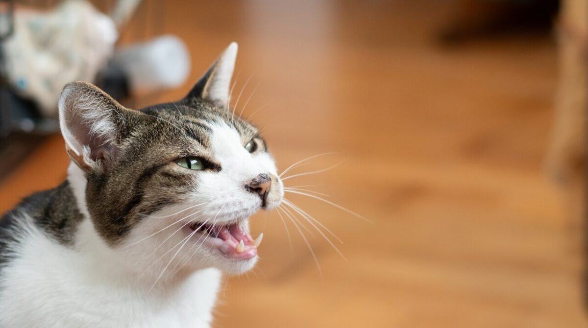 Kediniz Sürekli Miyavlıyorsa