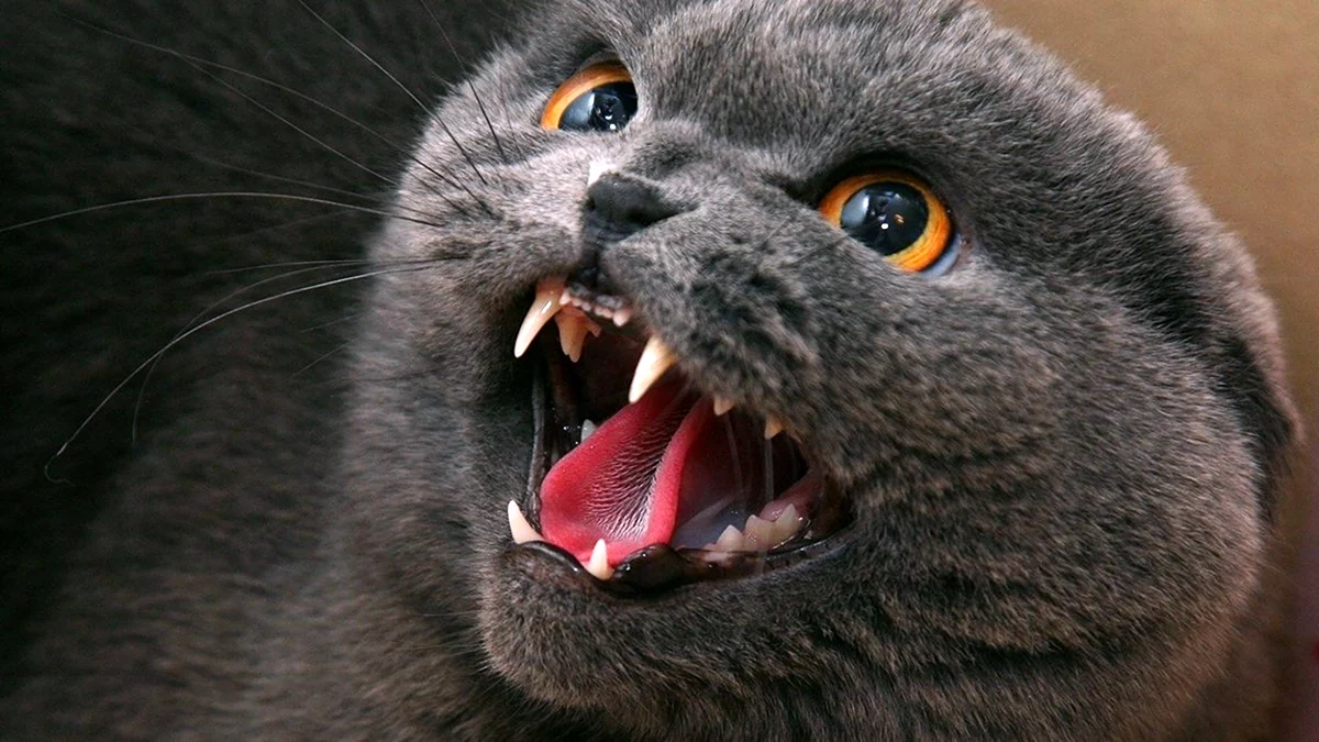 Kedinizde Aniden Ortaya Çıkan Saldırgan Davranışlar