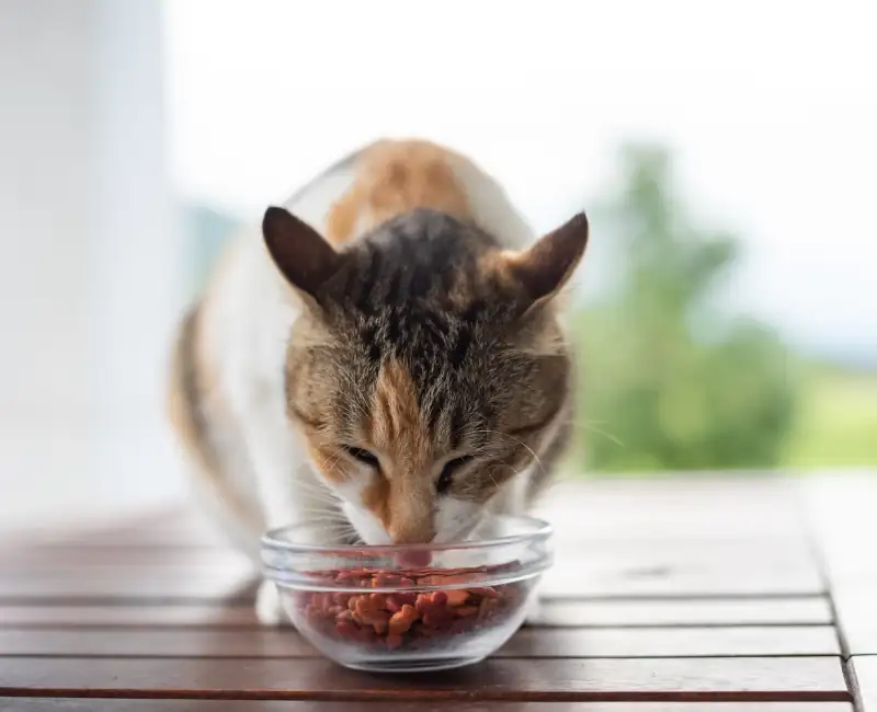 Kedinizin Mamasını Kusma