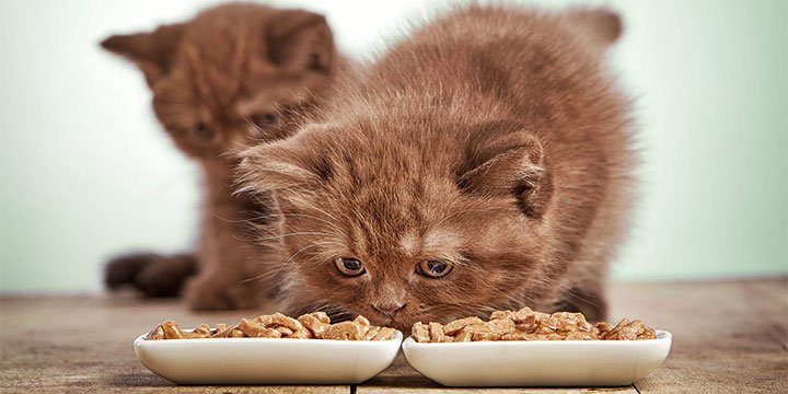 Kedinizin Mamasını Kusma