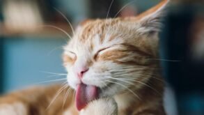 Diyet Değişikliği: Kedinizin Mamasını Kusma veya İshal Olmadan Nasıl Değiştirirsiniz?