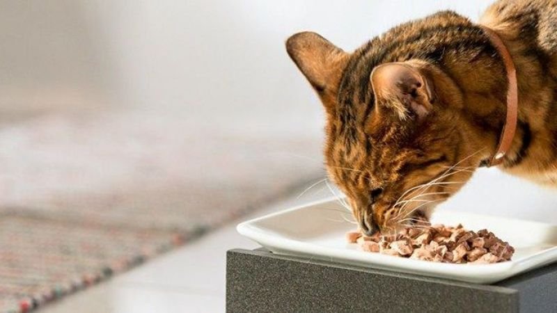 Kedinizin Mamasını Kusma