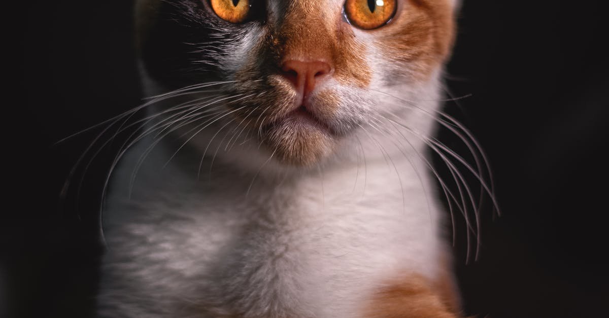 Kedinizin Mobilyaları Tırmalamasını Önle