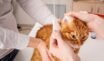 Kedilerde Kulak Temizliği Nasıl Yapılır? Kedi Kulak Enfeksiyonlarının Erken Belirtileri