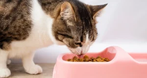 Tahılsız Kedi Mamaları: Gerçekten Sağlıklı Bir Seçenek mi?