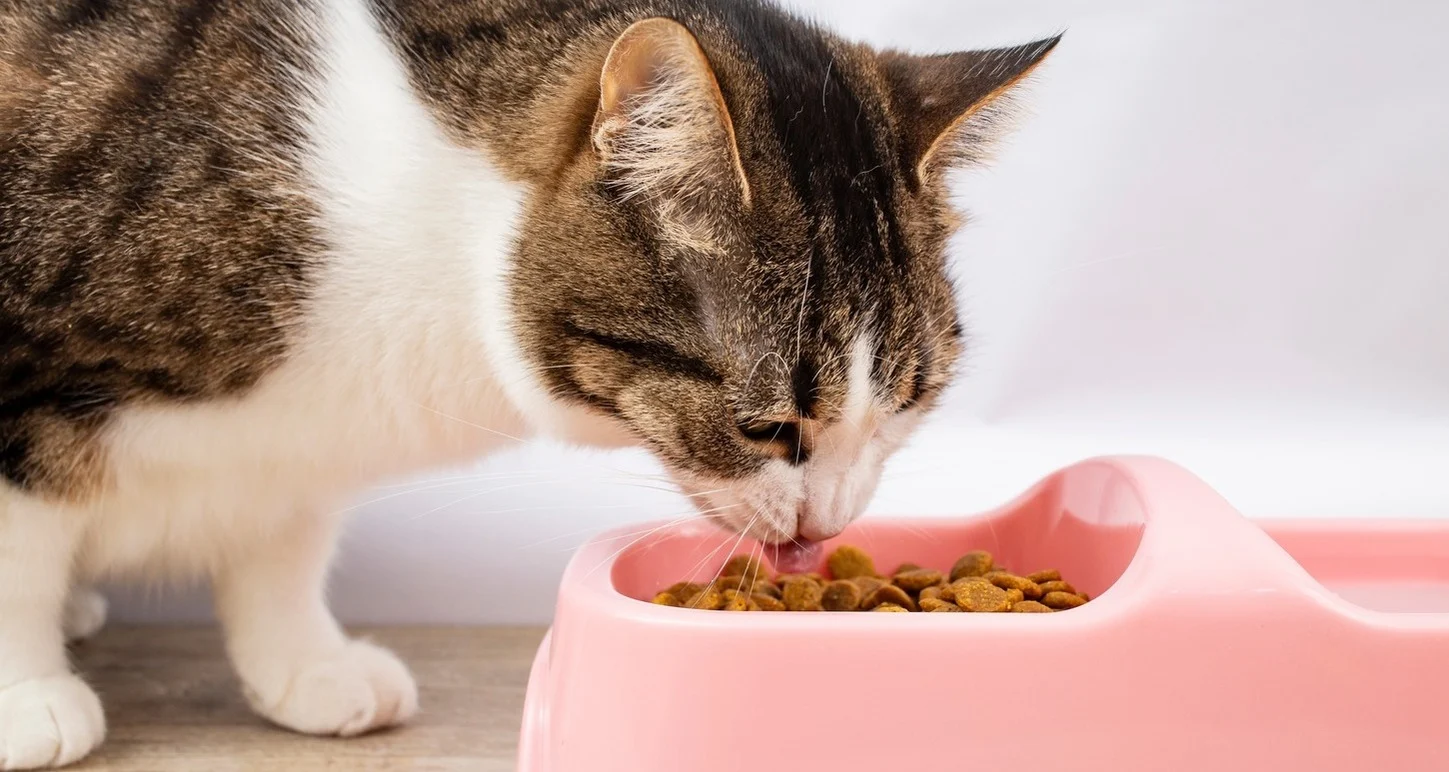 Tahılsız Kedi Mamaları