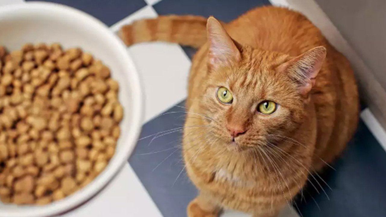 Tahılsız Kedi Mamaları