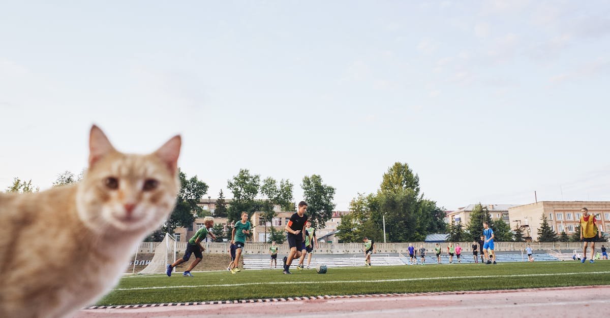 Evde Yalnız Kalan Kediler