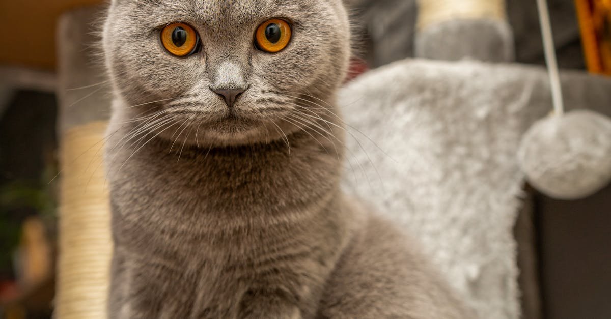 Evde Yalnız Kalan Kediler