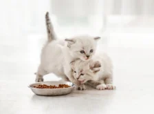 Yavru Kedinizi Yeni Eve Alıştırma Rehberi: İlk 7 Gün İçin Adım Adım Plan