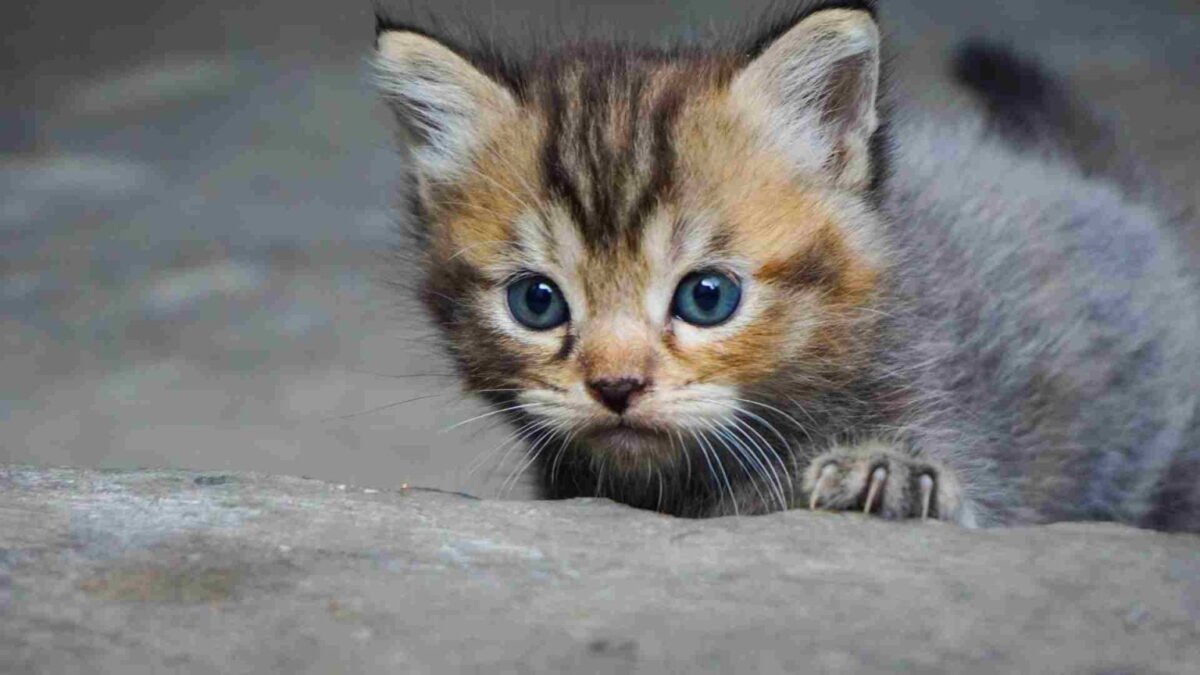 Yavru Kedinizi Yeni Eve Alıştırma