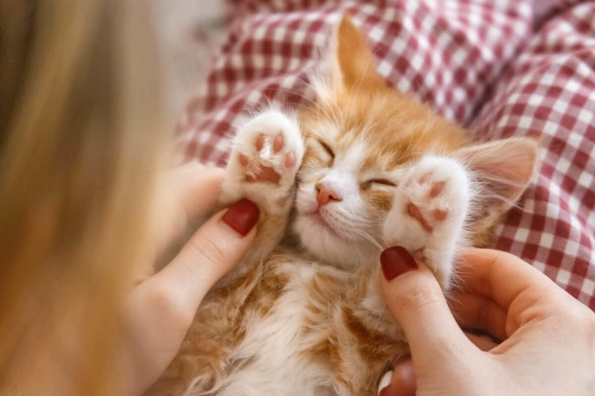 Yavru Kedinizi Yeni Eve Alıştırma