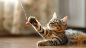 Evde Yalnız Kalan Kediler İçin Ayrılık Anksiyetesi Nasıl Giderilir?