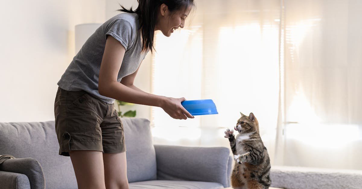 İlk Defa Kedi Sahipleneceklere