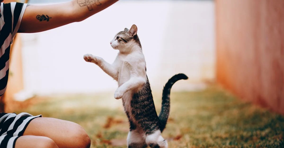 İlk Defa Kedi Sahipleneceklere Özel