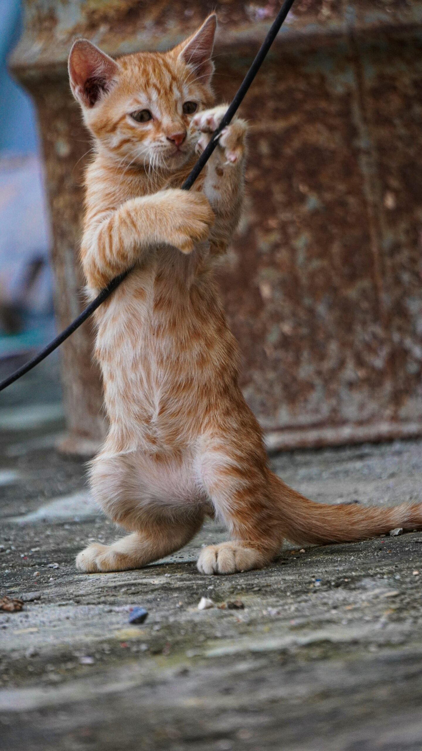 Kapalı Alan Kedileri